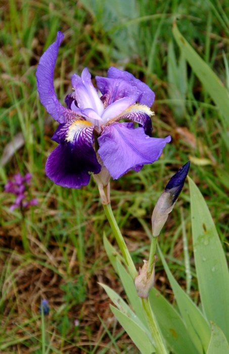 Iris marsica / Iris marsicano